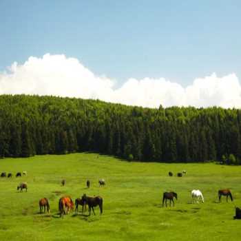 At Yaylası Bolu