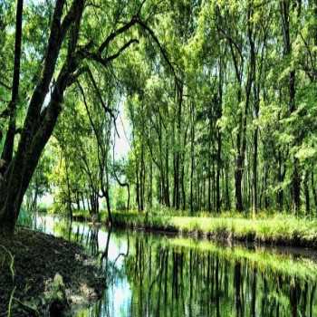 İğneada Ormanları Kırklareli