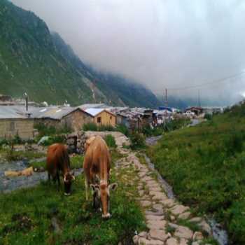 Kavrun Yaylası Rize